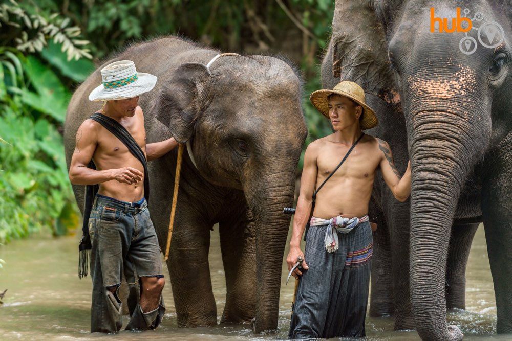 And spend some time with the elephants.
